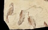 Fossil Fish (Gosiutichthys) Mortality Plate - Lake Gosiute #71787-3